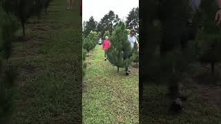 Christmas tree farm [upl. by Aneled]