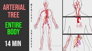 Arteries Arterial Tree of the entire human body • Anatomy explained in 14 minutes [upl. by Niwde989]