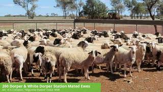 DA Compton  260 Dorper amp White Dorper Station Mated Ewes [upl. by Anitnahs]