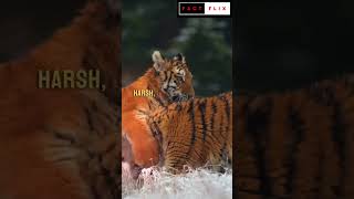 The Majestic Siberian Tiger Facts Behavior and Conservation Effortsquot shorts [upl. by Amery269]