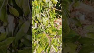 Many little fruits of litchi farming video litchee litchi fruits [upl. by Edelson299]