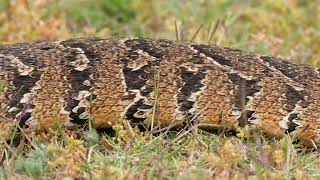 Puff adder Bitis arietans movement [upl. by Kristy]