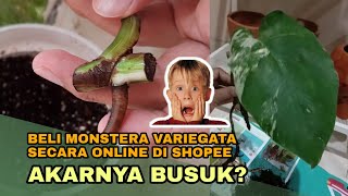 MONSTERA VARIEGATA WATER PROPAGATION AKAR BUSUK [upl. by Namso]