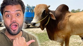 Cow Le Li 🐂😍  Mandi Se Kitne Ka Liya  😱 [upl. by Kaleb]