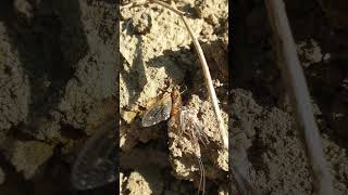 Mayfly emerging near river [upl. by Verne]