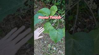 सबसे खतरनाक पौधा l Gympie Gympie l The amazing plant l trending viralvideo learnwithme [upl. by Yenterb966]