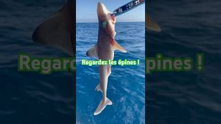 Requin Épine ⚠️💉 fish fishing shark reunion [upl. by Atikel402]