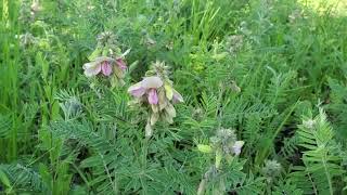 Goats Rue  Tephrosia virginiana [upl. by Nykal489]