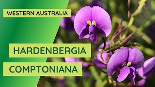 Beautiful climbing plant Western Australia Hardenbergia comptoniana  Native Wisteria  Koorla [upl. by Hertzfeld]