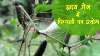 Ayurvedic Benefits of Pippali Plant for Heart Problems  Acharya Balkrishna [upl. by Edorej]