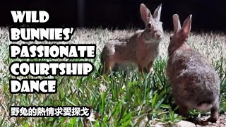 Wild bunnies passionate courtship dance  rabbits cavorting  mating dance sound on [upl. by Damicke504]