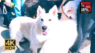 Tokyo  Japan🇯🇵  Komazawa Dog Festival 2024 l 駒沢 わんこ祭り 2024 [upl. by Ybroc]