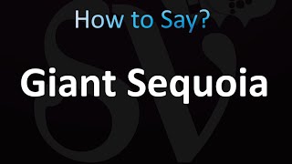 How to Pronounce Giant Sequoia correctly [upl. by Bazar]