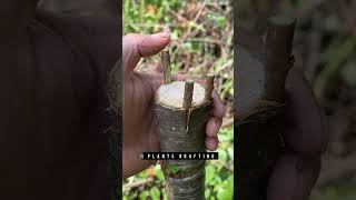 Learn Grafting Techniques plants grafting tree graft nature farming fruittrees yt shorts [upl. by Eillat]