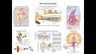 28  Physiology of Hearing How the Ears Work [upl. by Artinek]