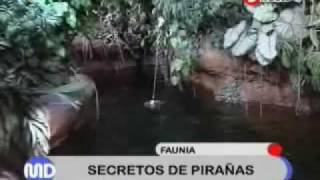 Conoce las Pirañas de FAUNIA [upl. by Zebadiah53]