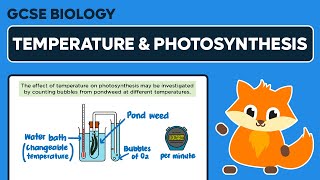 Factors Affecting the Rate of Photosynthesis Temperature  GCSE Biology [upl. by Ely]