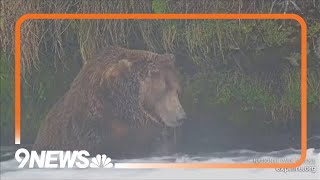 The chunkiest of chunks face off in Alaskas Fat Bear Week [upl. by Zerelda903]