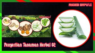 Pengertian Tanaman Herbal 02 ayoebbapuzi [upl. by Nivag]