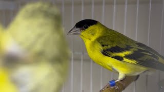 siskin bird breeding season [upl. by Wina]