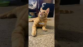 Cats reenacting Avatar cattitude cuteecats funnypets catlover [upl. by Niveek602]