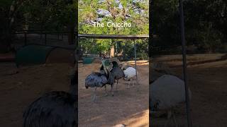 Cute Friendship ❤️ of Ostrich shorts ostrich animals [upl. by Ernie]