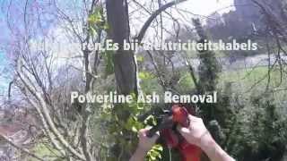 Verwijderen Es bij Elektriciteitskabels  Powerline Ash Removal [upl. by Enawyd]