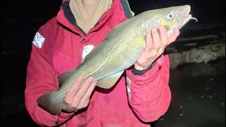 First winter COD fishing video 2024 🎣💪 [upl. by Corissa]