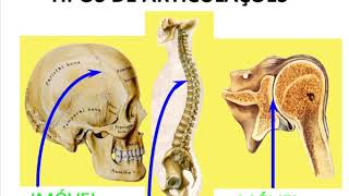 Sistema Articular parte 2  ANATOMIA [upl. by Ella529]