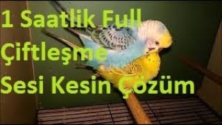 1 Saatlik Muhabbet Kuşu Çiftleşme Sesi Dinlet Farkı Gör 1 Hour Muhabbet Bird Mating Voice Listen to [upl. by Enelrak]