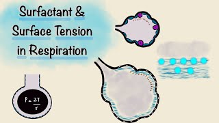 Surfactant and Surface Tension in Respiration  Breathing Mechanics  Respiratory Physiology [upl. by Oelak58]