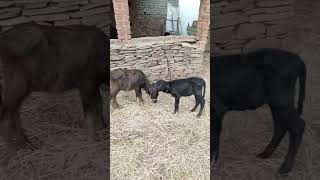 ये है तारा और सितारा 🐃🐂 funny video comedy shorts saveanimals [upl. by Dex]