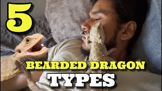 5 Different Bearded Dragon Types [upl. by Pontus766]