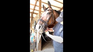 How to fit a hackamore bridle [upl. by Janaye]