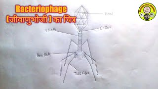 biology diagram how to draw bacteriophage structure [upl. by Aliehc647]