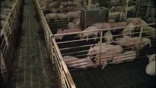 VetsOnCall  City girl Notre Dame grad now pig vet [upl. by Nednerb]