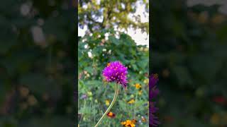 Gomphrena globosa commonly known as globe amaranth amaranth flowers flower flowergarden [upl. by Erastus189]