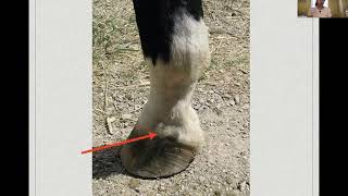 Equine regional analgesia lecture [upl. by Whiting]