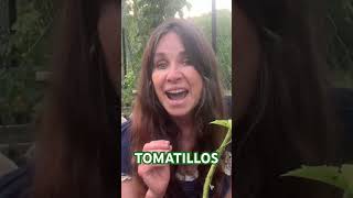 Tomatillos 👍 When amp How to Grow  Campbell’s Freedom Farm [upl. by Berkie]