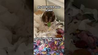 ASMR by my late hammy nibbles [upl. by Bannasch605]