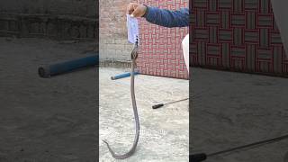 जहरीले कोबरा सांप ने मोबाइल को ही काट लिया 🤔 very dangerous cobra snakebite [upl. by Enamart904]