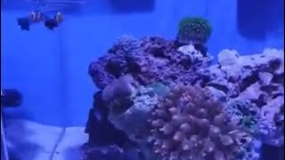 Acuario marino 56 litros montaje corales y peces en 8 dias 😱😱 [upl. by Ezara]