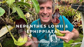 Nepenthes lowii amp Nepenthes ephippiata Two Poop Eating Pitcher Plants [upl. by Leahcim]