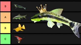 Ranking The BEST Algae Eaters [upl. by Desdee523]