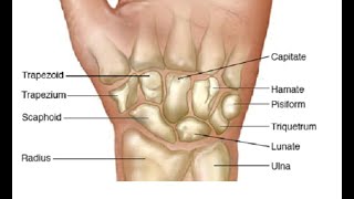 Two Minutes of Anatomy Carpal Bones Wrist Bones [upl. by Theone676]