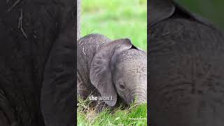 Benti the baby elephant 🐘 elephant protectwildlife animalrights babyelephants [upl. by Maker]