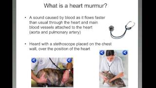 What is a heart murmur [upl. by Okin]