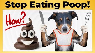 Why do Dogs eat POOP How to STOP  Dog Behaviors  Eating Poop  Dog Training  Funny Animals [upl. by Adhern]