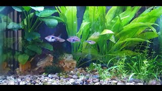 How To Breed Harlequin Rasboras [upl. by Feilak]