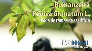 Romanzeira Punica Granatum L  Poda de ramas de Sacrifício [upl. by Ynohtnakram]